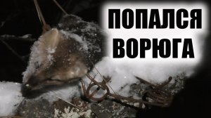 Охота на соболя Проверка капканов ноябрь