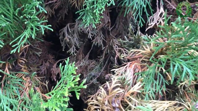 Хвойные осенью- 2 часть. Подготовка к зиме. Питомник ? и ? Е. Иващенко смотреть онлайн