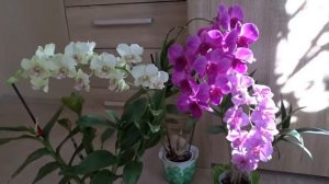 Дендрофаленопсисы  простые в уходе и очень красивые орхидейки )