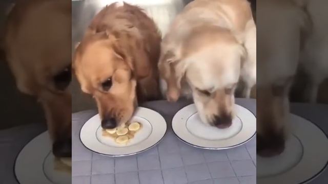 Хитрая собака. Лабрадор хитрый собака dog  масленников смех смехдослез приколы озвучка ржу