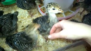 Как растут индюшата и чем их я кормлю#Мини Ферма???????