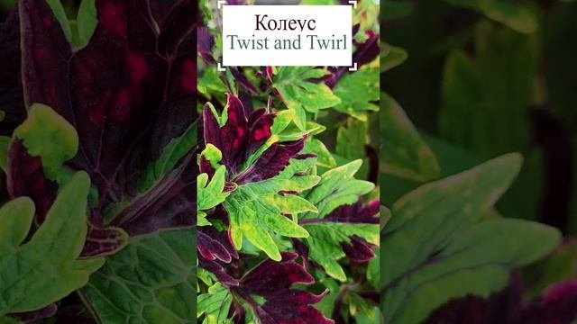 Колеус - Twist and Twirl.?