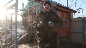 Когда молодки начинают нести яйцо.