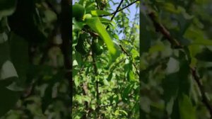 bleyk splendor olxo'risi. 14-aprel. слива Блейк сплендор