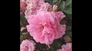 Розы для новичков, ИЛИ НЕПРИХОТЛИВЫЕ РОЗЫ