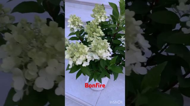 #bonfire #hortensia #садгортензий #hydrangeaflower #гортензия #сад #garden #paniculata #hydrangea