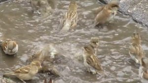 КАК КУПАЮТСЯ ВОРОБЬИ. Воробьи купаются в луже.