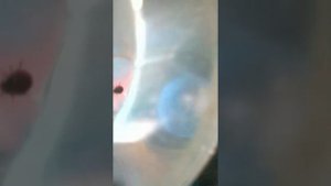 Что едят божьи коровки?