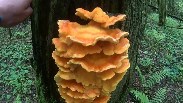 Коллибия лесолюбивая и летний опенок Московская Область смотреть онлайн