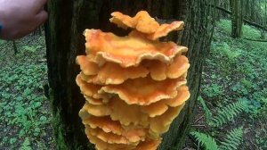 Коллибия лесолюбивая и летний опенок  Московская Область