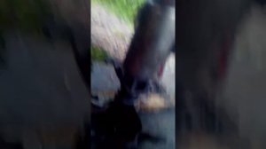 Замена подушек ДВС ГАЗ-53. Это просто!!!