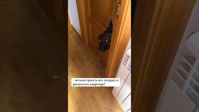 Что делать с собакой, которая грызет и портит ваши вещи? Полное видео уже на канале! смотреть онлайн