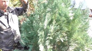 Туя голубая! А есть ли она? Узнайте, что выдают за тую голубую.