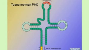 СИНТЕЗ БЕЛКОВ