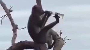 Пятничная обезьянка и алкоголь