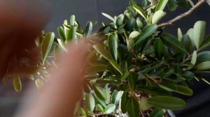 BONSAI de PYRACANTHA  COCCINEA refinando trabajo en COLADOR DE CULTIVO