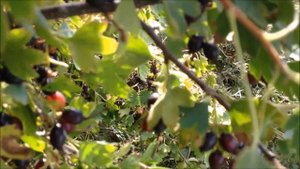 VLOG.Что это такое "серебрянка" и где ее найти)