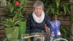 Польза и вред горчицы   Сидераты