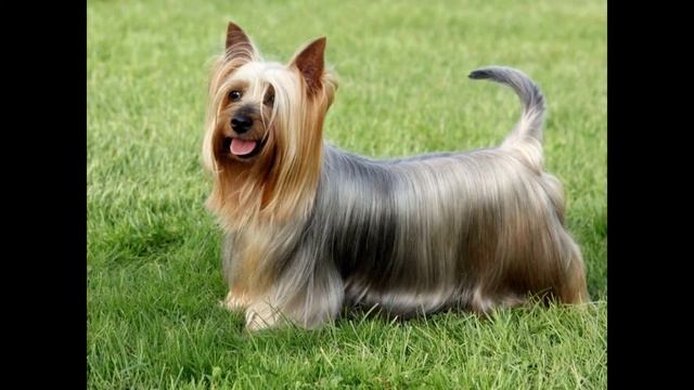 Шелковистый Терьер/Silky Terrier (порода собак HD slide show)!