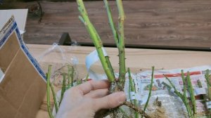 Первая осенняя посылка роз из питомника "Розовая клумба". Отзыв.