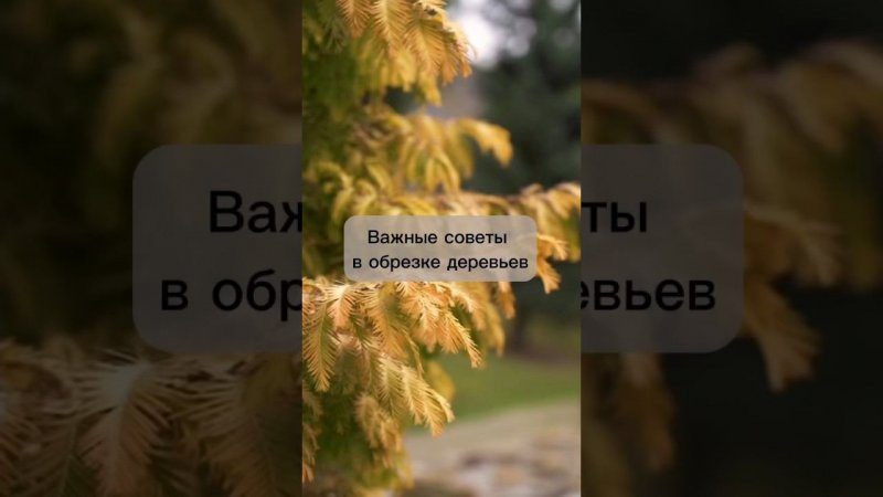 Важные советы в обрезке деревьев.  #бонсай #bonsai #ниваки #сад #андрейдарусенков #обрезкадеревьев