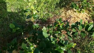 Уход за голубикой осенью