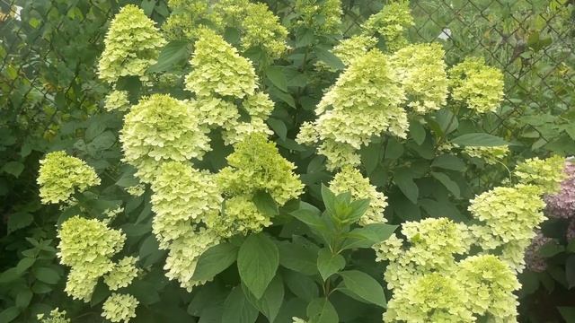 КАКУЮ ГОРТЕНЗИЮ ВЫБРАТЬ смотреть онлайн