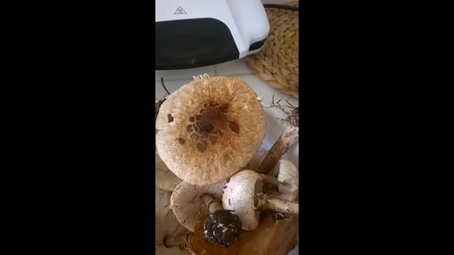 Зонтик пёстрый _ Սունկ Անձրեվանոց смотреть онлайн