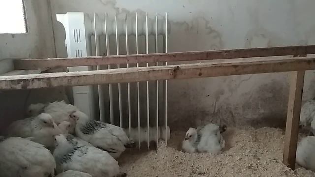 Цыплята Кучинские и Адлеровские в 1 месяц