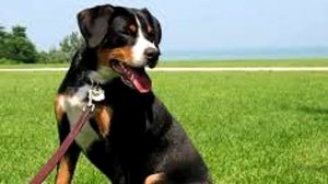 1 место на выставке собак. Как это возможно. Энтлебухер.