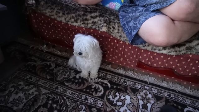 НЕ ДРАЗНИ ПУГАЛО НОЧЬЮ... КЕВИН И БИЛ В ОПАСНОСТИ! КОШАЧЬЯ ИСТОРИЯ УЖАСОВ
