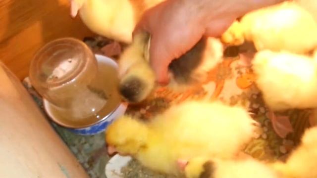 Тяпка из углеродистой стали: часть 2 смотреть онлайн