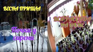 МАРТ/ Как на даче сейчас/ ВСЯ рассада на окне!