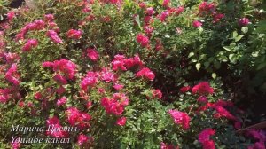 ПОЧВОПОКРОВНАЯ РОЗА - ВЫРАЩИВАНИЕ , УХОД , ПОЛИВ , РАЗМНОЖЕНИЕ , БОЛЕЗНИ , ЦВЕТЕНИЕ