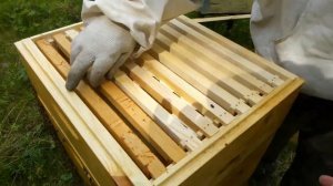 Пчелиная пасека с Нуля. 10 серия. Заселили семью в другой улей..mp4