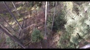 Немецкий сучкорез. Как срезают сучки с деревьев в Германнии