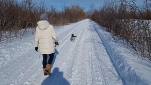 Что происходит при виде этой Хаски Умы на реке?