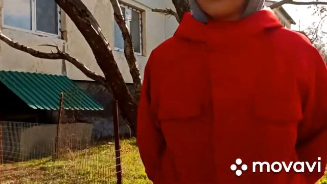 Моя любимая собака ?!!!?!!! Померанский шпиц - шпицуля