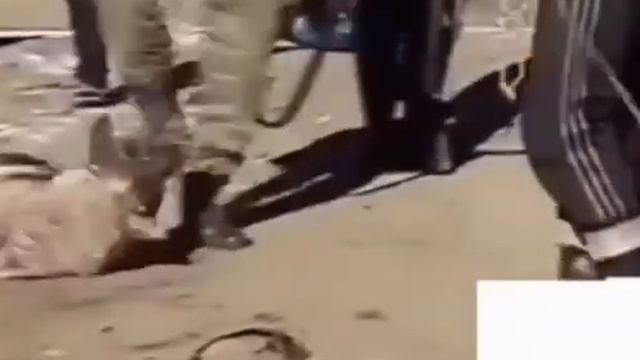 Чеченский волк смотреть онлайн