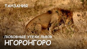 Мир Приключений - Любовные утехи львов Нгоронгоро. Львы против буйволов. Танзания.