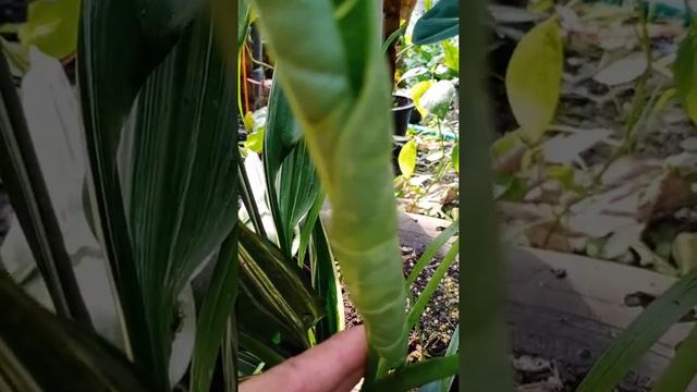 Upset spotted velvet leaves смотреть онлайн