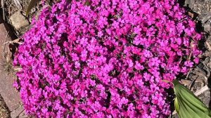 Creeping phlox only