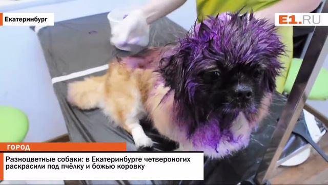 В Екатеринбурге четвероногих раскрасили под пчёлку и божью коровку смотреть онлайн