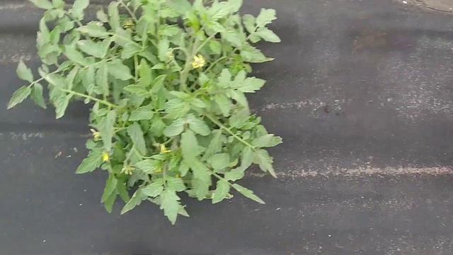 Монгольский карлик// томат Монгольский карлик//Июнь смотреть онлайн