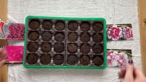 Как вырастить петунию самому? Как посадить петунию?