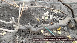 ? Почему все сучки замещения должны быть наружными. Основное правило обрезки.