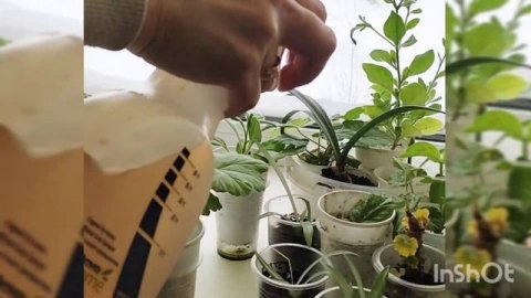 лечение и профилактика хлороза