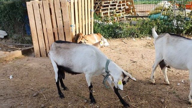 Продаю козлика. Непредвиденные расходы. # теплица#помидоры#козы. смотреть онлайн