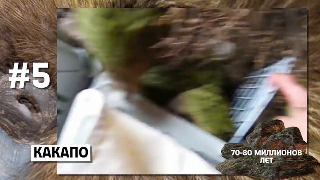 10 НАИДРЕВНЕЙШИХ ВИДОВ, ДОЖИВШИХ ДО НАШИХ ДНЕЙ смотреть онлайн