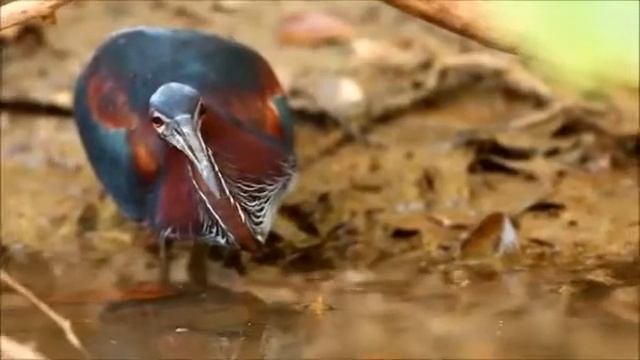 Агами - птица семейства цаплевых смотреть онлайн